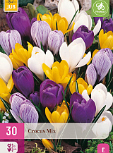 X 30 CROCUS GROOTBLOEMIG MIX