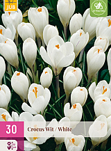 X 30 CROCUS WIT