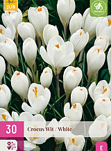 X 30 CROCUS WIT