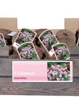 X 30 CYCLAMEN HEDERIFOLIUM INCL. LABEL