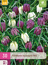 X 30 FRITILLARIA MELEAGRIS MIX