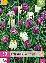 X 30 FRITILLARIA MELEAGRIS MIX
