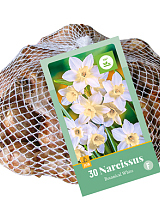 X 30 NARCISSUS BOTANISCH WIT