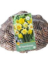 X   30 NARCISSUS DUBBEL MIX