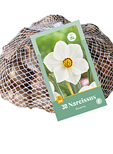 X 30 NARCISSUS RECURVUS