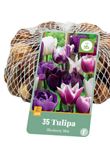 X   35 TULIPA BLUEBERRY MIX