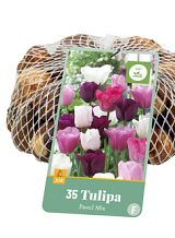 X   35 TULIPA PASTEL MIX