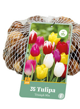 X 35 TULIPA TRIUMPH MIX