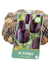 X   35 TULIPA ZWART