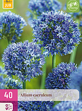 X 40 ALLIUM CAERULEUM