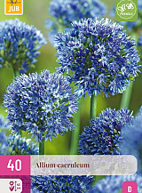 X 40 ALLIUM CAERULEUM
