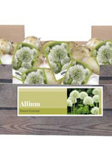 X 40 ALLIUM MOUNT EVEREST INCL. LABEL