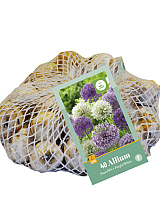 X 40 ALLIUM PAARS - WIT