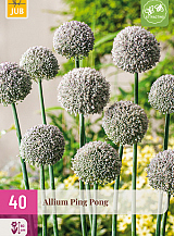 X 40 ALLIUM PING PONG