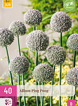 X 40 ALLIUM PING PONG