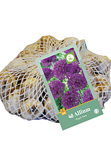 X 40 ALLIUM PURPLE RAIN