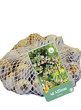 X   40 ALLIUM SICULUM