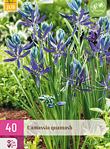 X 40 CAMASSIA QUAMASH