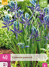 X 40 CAMASSIA QUAMASH