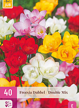 X 40 FREESIA DUBBEL MIX