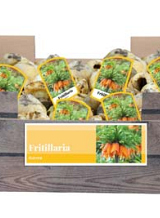 X 40 FRITILLARIA AURORA INCL. LABEL