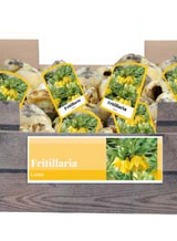 X 40 FRITILLARIA LUTEA INCL. LABEL