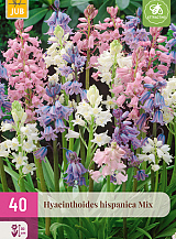 X 40 HYACINTHOIDES HISPANICA MIX