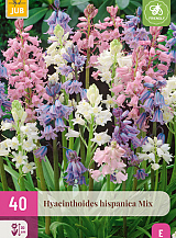 X 40 HYACINTHOIDES HISPANICA MIX