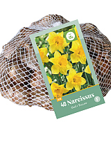 X   40 NARCISSUS GEEL
