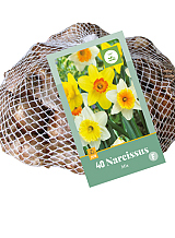 X 40 NARCISSUS GROOTKRONIG MIX
