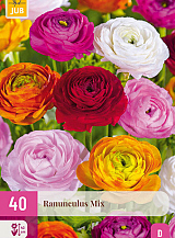 X 40 RANUNCULUS MIX VJ