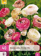 X 40 RANUNCULUS PASTEL MIX  VJ