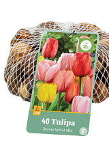 X 40 TULIPA DARWIN HYBRIDE MIX