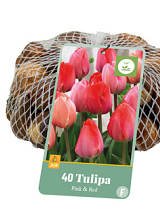 X   40 TULIPA ROZE & ROOD