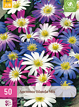 X 50 ANEMONE BLANDA MIX