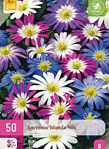 X 50 ANEMONE BLANDA MIX