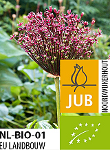 X 50 BIO ALLIUM MAGIC