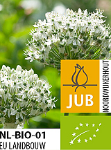 X 50 BIO ALLIUM NIGRUM (MULTIBULBOSUM)
