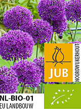 X   50 BIO ALLIUM PURPLE SENSATION