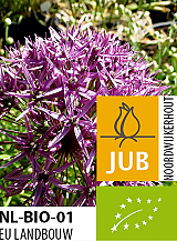 X   50 BIO ALLIUM VIOLET BEAUTY