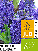 X 50 BIO HYACINTHUS BLUE PEARL
