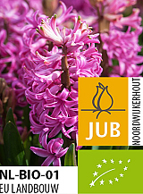 X 50 BIO HYACINTHUS PINK PEARL