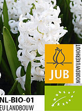 X 50 BIO HYACINTHUS WHITE PEARL