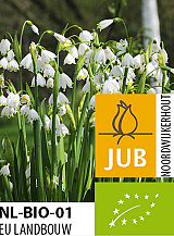 X 50 BIO LEUCOJUM GRAVETYE GIANT