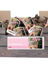 X 50 COLCHICUM GIANT INCL. LABEL