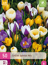 X 50 CROCUS SPECIES MIX