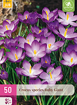 X 50 CROCUS SPECIES RUBY GIANT