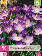 X 50 CROCUS SPECIES RUBY GIANT