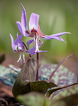 X   50 ERYTHRONIUM DENS-CANIS GEMENGD