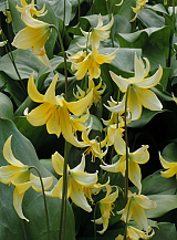 X   50 ERYTHRONIUM PAGODA